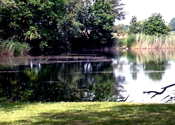 Ferienwohnungen Im Kunst.Haus Am See Doberlug-Kirchhain Eksteriør billede
